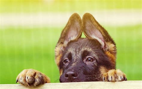 Download Wallpapers German Shepherd Bokeh Pets Puppy Close Up Cute