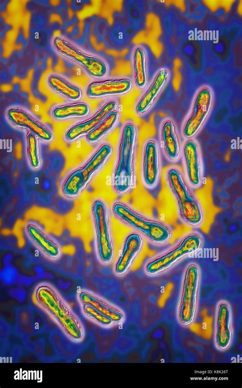 Clostridium Botulinum Bacteria Hi Res Stock Photography And Images Alamy