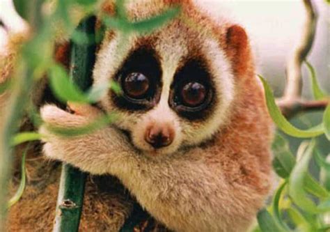 See the translation of perezoso with audio pronunciation, conjugations, and related words. LORIS PEREZOSO » Un primate de andar lento - Animales Exóticos