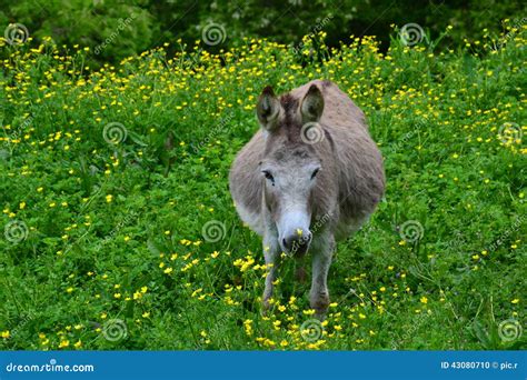 Donkey In Tall Green Grass Stock Photo Image Of Gestating 43080710