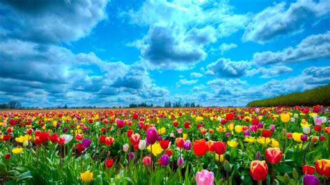 Download Field Of Tulips Wallpaper By Mirandaa Tulip Pictures