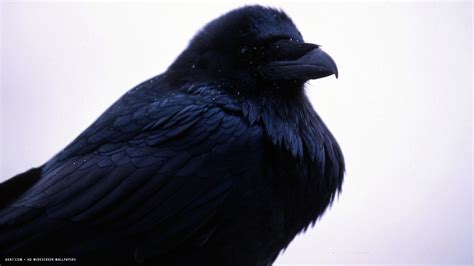 Black Bird Raven Wallpaper X