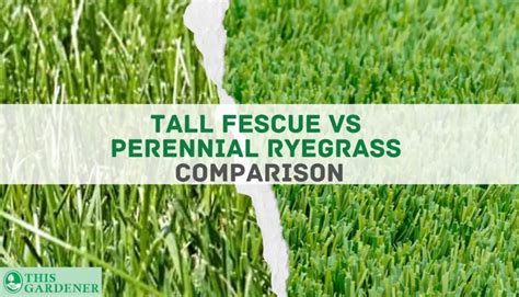 Tall Fescue Vs Perennial Ryegrass 10 Main Differences And Which Is The