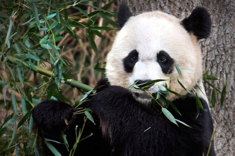 Giant Panda Gives Birth At National Zoo New York Post