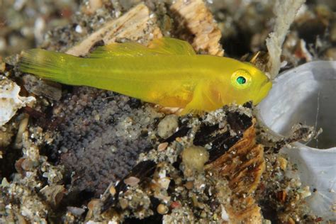 Lubricogobius Exiguus An Ornate Goby Protecting Its Eggs I Flickr