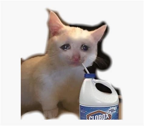 Create Meme Kisulya Cat Sad Cat Meme Pictures Meme Arsenal Com My Xxx Hot Girl