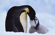 What does an emperor penguin eat? All About Penguins