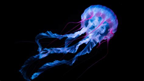 Jellyfish 4k Wallpapers Hd Wallpapers Id 30454