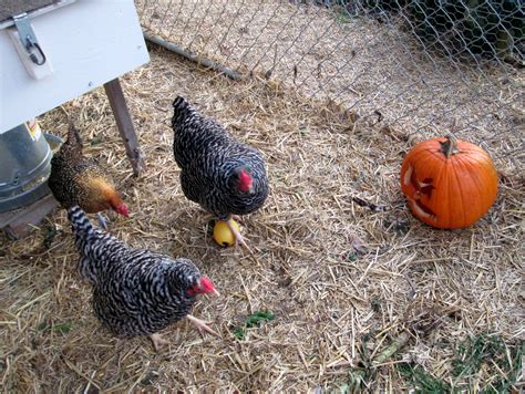 They are funny and each of them have different 'personalities'. Is it legal to raise chickens in my suburban backyard ...