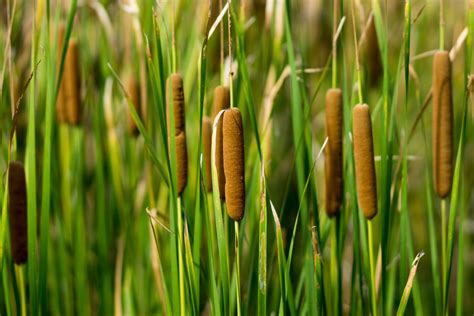 Using Cattails As Mulch Tips On Making Mulch From Pond Plants