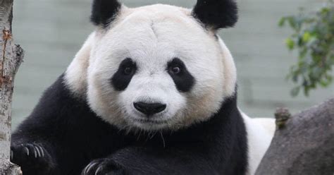 Edinburgh Zoos Giant Female Panda Has Lost Her Cub Daily Star