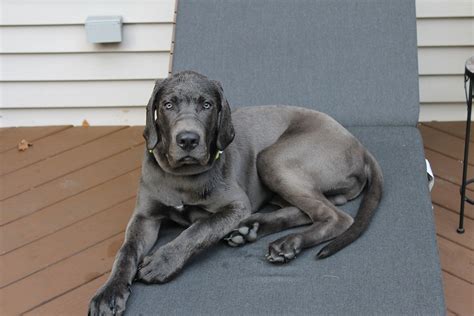 This mixed breed is also called a bull daniff. Daniff (Great Dane and Mastiff Mix) | Great Dane