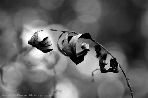 Susie Mckeown Photography~Susie McKeown is a natural light photographer