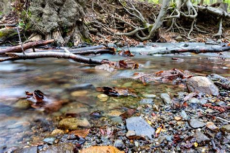 Wild Inviolate Untouched Stream Watercourse Close Up In Autumn Forest