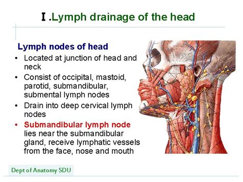 Lymphatic System Shandong University Liu Zhiyu Dept Of