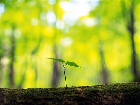 Hd Wallpaper Green Sprout Tree Trunk Spring Forest Nature Growth