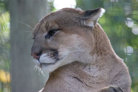 Toronto Zoo Cougar Geogguy60 Flickr