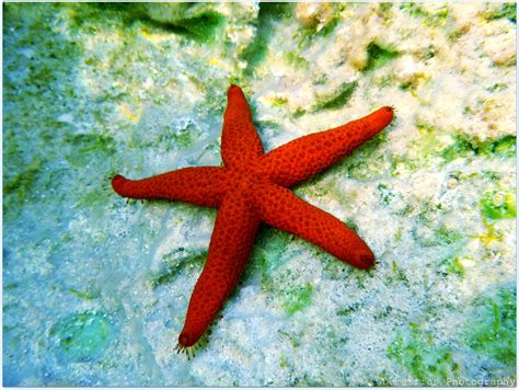 Red Starfish Underwater Asteroidea A Photo On Flickriver