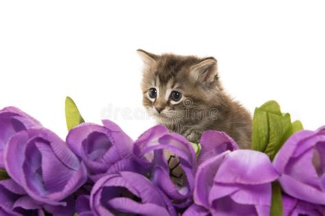 Kitten And Flowers Stock Photo Image Of Stem Plants 4454456
