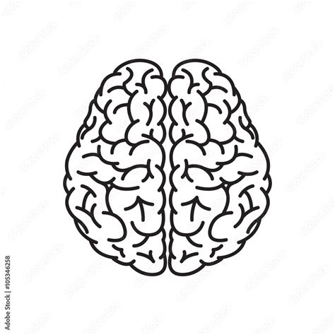 Vector Illustration Of Human Brain Outline From Top View Stock Vector