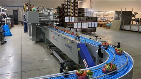 Novatec Sa Selection Weighing And Packing Line For Strawberries