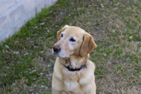 Adult Male Yellow Lab And Golden Retriever Mix For Sale In Ponchatoula