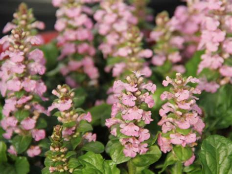 Ajuga Reptans Pink Elf Wholesale Nursery Nurseries In Melbourne