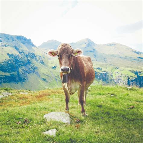 Cow Brown Cattle Near Mountains Cattle Image Free Photo