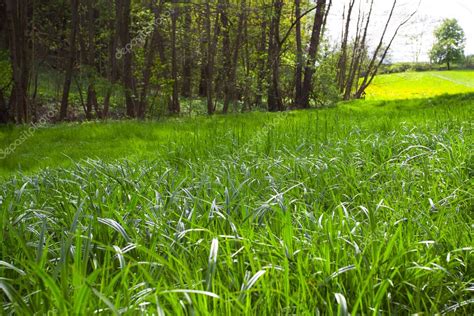 Tall Grass In A Meadow In The Woods — Stock Photo © Evgeniyauvarova