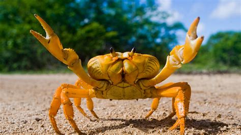 The Pacific Ocean Is Destroying Crabs Shells Hitecher
