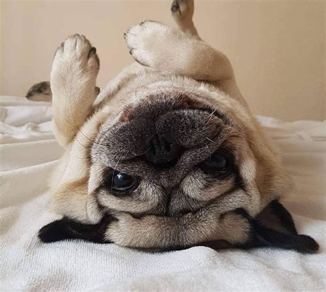 10 Amazing Cute Pictures Of Pug Puppies That Will Make You Go Aww