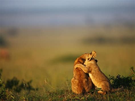 Lion Cub Hug Masai Mara Reserve Kenya Photorator