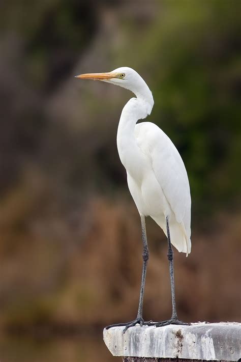 The Eastern Great Egret Ardea Alba Modesta Is A Subspecies Of The