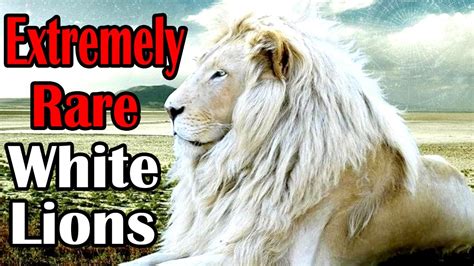 National Geographic White Lions