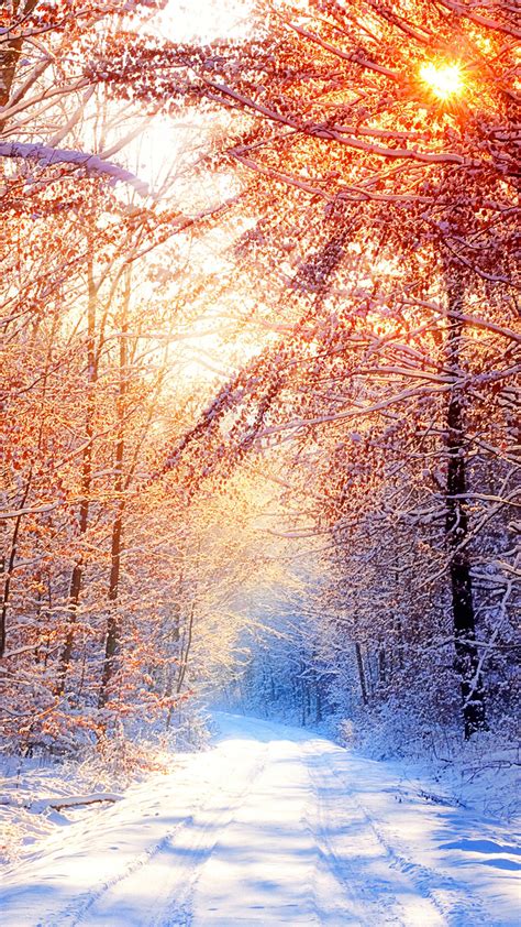 snow-trees-winter-morning-free-4k-ultra-hd-mobile-wallpaper