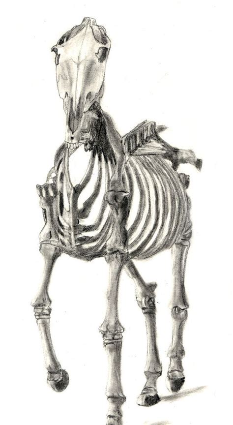Stubbs Skeletal Horse By Fleetingember On Deviantart Horse Painting