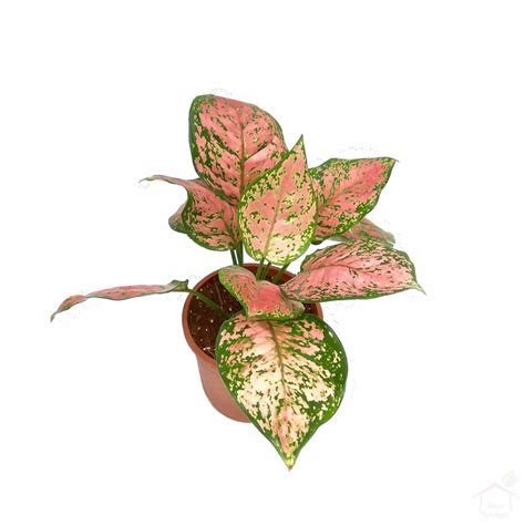 Aglaonema Pink Anyamanee Best Indoor Plants Online In India