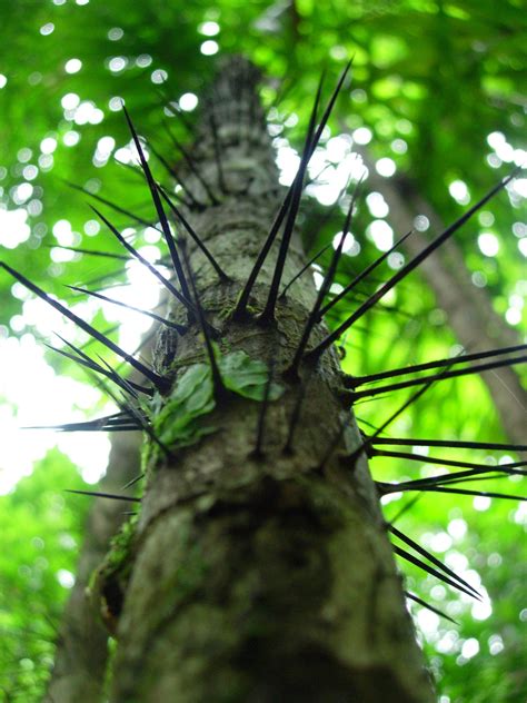Spiky Tree Costa Rica