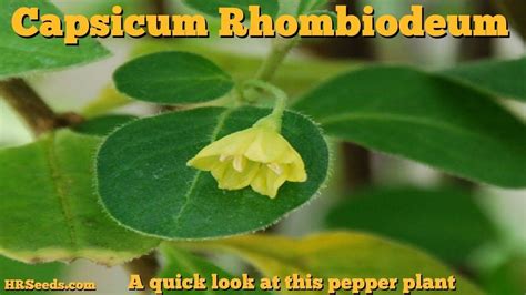 Capsicum Rhomboideum Taka Vegetable
