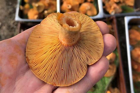 Foraged Wild Pine Mushrooms Stokehouse