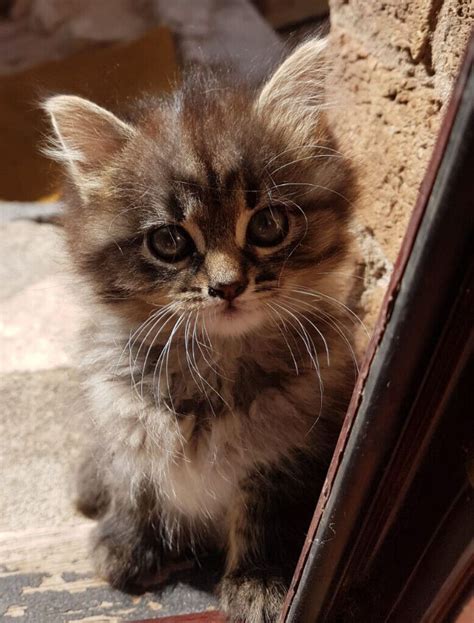 Beautiful Long Haired Tabby Kittens For Sale In Rainworth