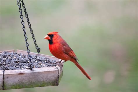How To Attract Northern Cardinals To Your Yard Attracting Birds Wild