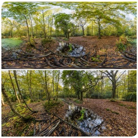 360 Hdri Panorama Of Forest Swamps In High 30k 15k Or 4k Resolution