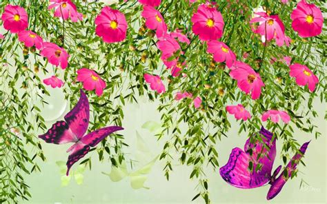 Hd Butterflies Blossoms Bright Wallpaper Download Free 48373