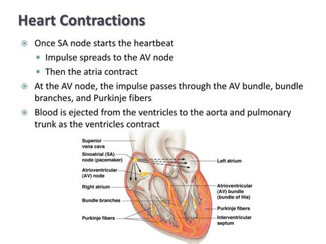 Ppt Cardiovascular System Part I The Heart Powerpoint Presentation Id2255071