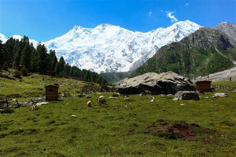 Last year Went to this village in Pakistan which had a breath taking view of Nanga Parbat : travel