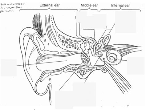 Ear Pathway Diagram Quizlet