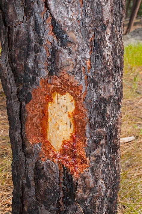 Porcupine Damage Stock Image F0319642 Science Photo Library