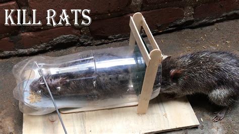 DIY Rat Trap Water A Mice In Trapped Mouse Rat Trap How To Make Rat Trap YouTube