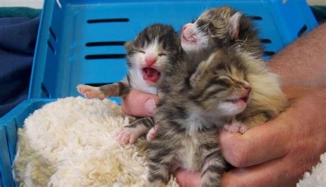 Just Born Kittens Dumped In Trash Bag Now Sipping From Tiny Bottles